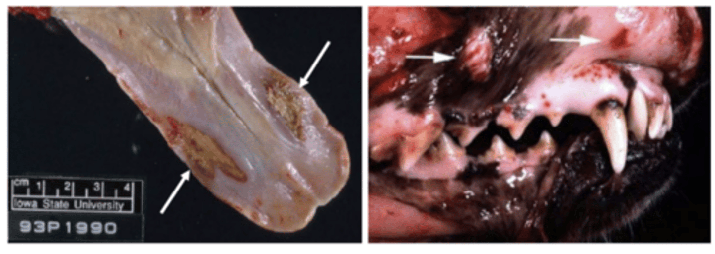 <p>- Uremic stomatitis/glossitis typically have foul breath and bilaterally symmetrical ulceration on the ventral aspect of the tongue</p>