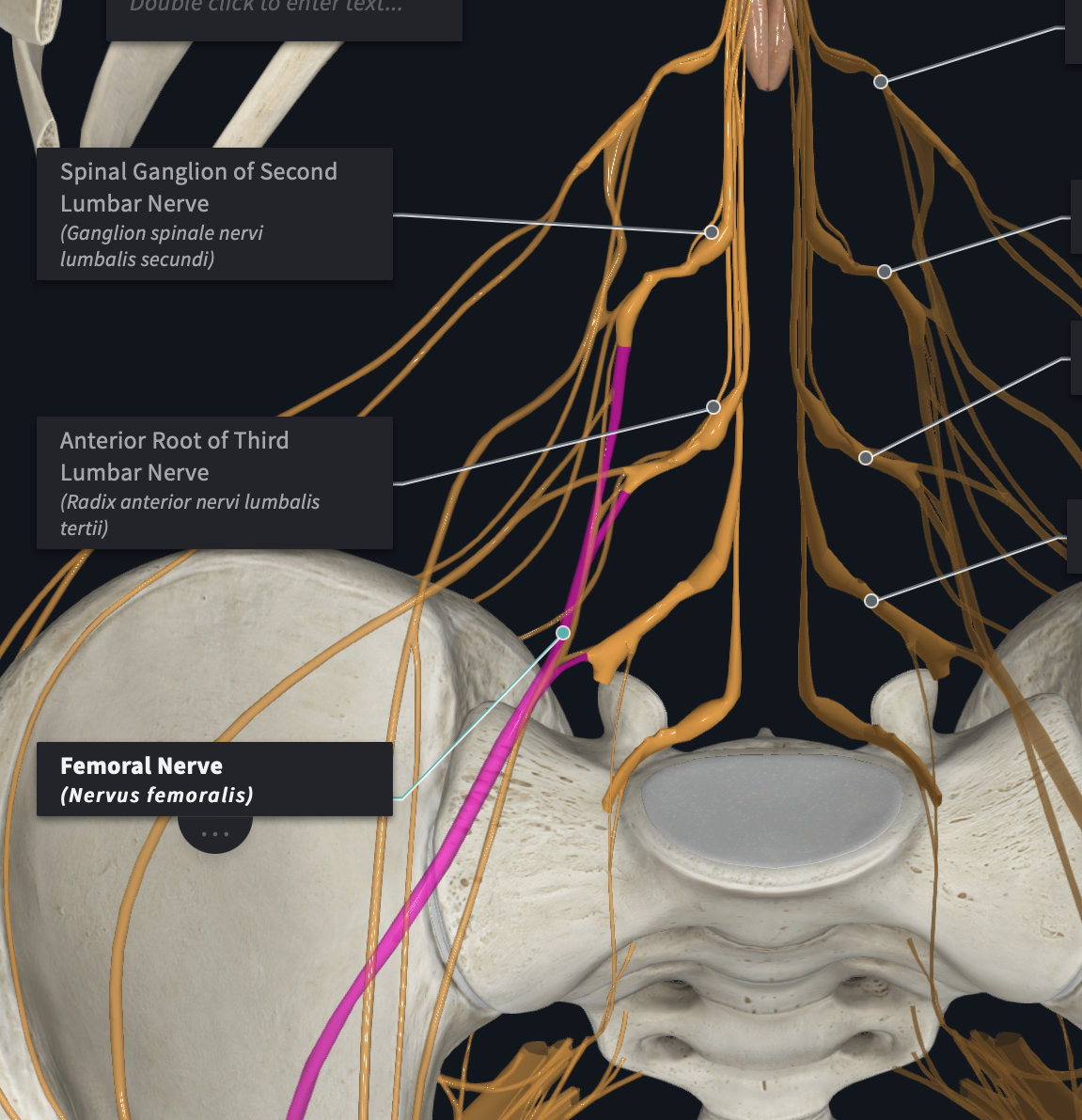 <p>Major branches of which plexus?</p><ul><li><p>Femoral Nerves</p></li><li><p>Obturator Nerves</p></li></ul>