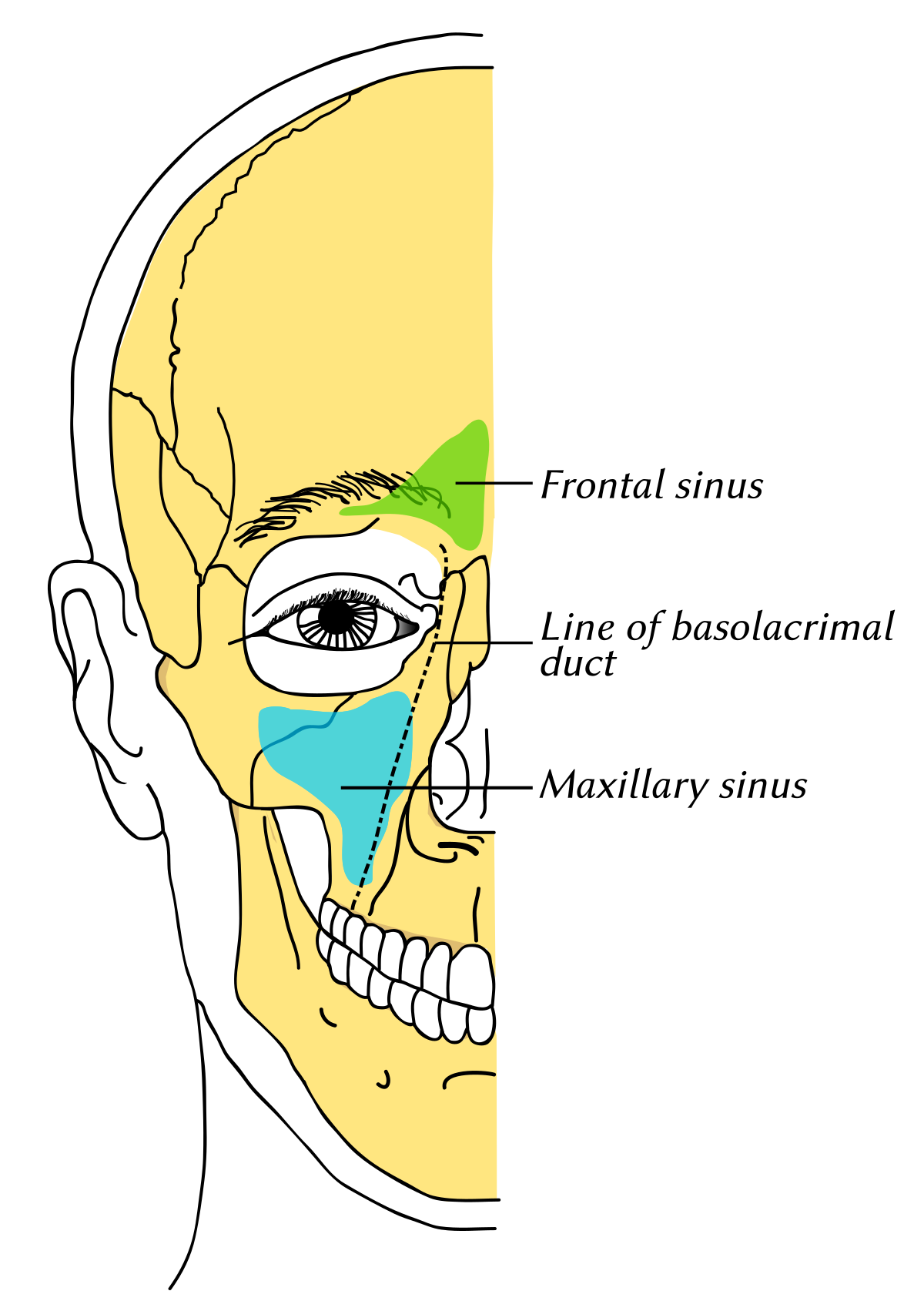 in frontal bone