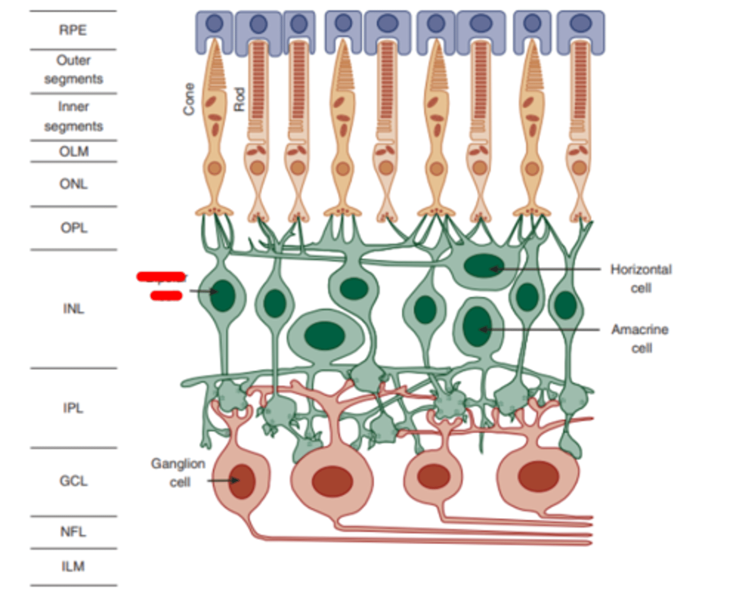 <p>cells that synapse onto ganglion cells. THE FIRST RETINAL CELLS TO DISPLAY SPATIAL ANTAGONISM (RECEPTIVE FIELDS).</p>