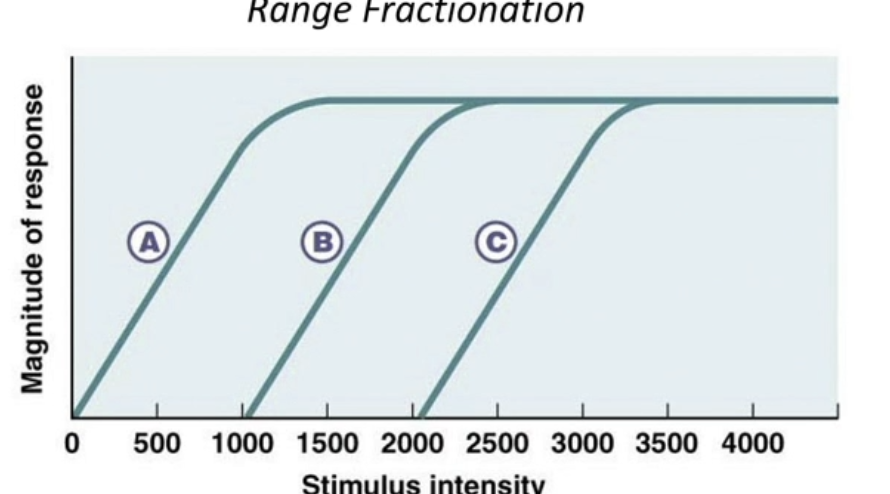 <ul><li><p>Discrimination improves by distributing sensitivity amongst the receptor population</p><ul><li><p>Different receptors that exist within a family and work together that sense different magnitudes of stimulus intensity / have different <strong>Dynamic ranges</strong></p></li></ul></li><li><p>Recognize different  intensities</p></li></ul><p></p>