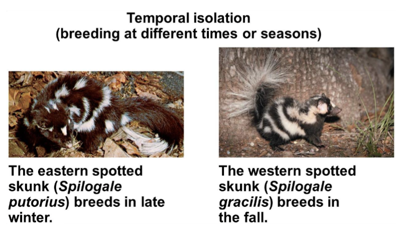 <ul><li><p>species that breed at different times in the day, different seasons, or different years cannot mix their gametes</p></li></ul><p>Prezygotic barrier</p><p>eg.</p><p></p>