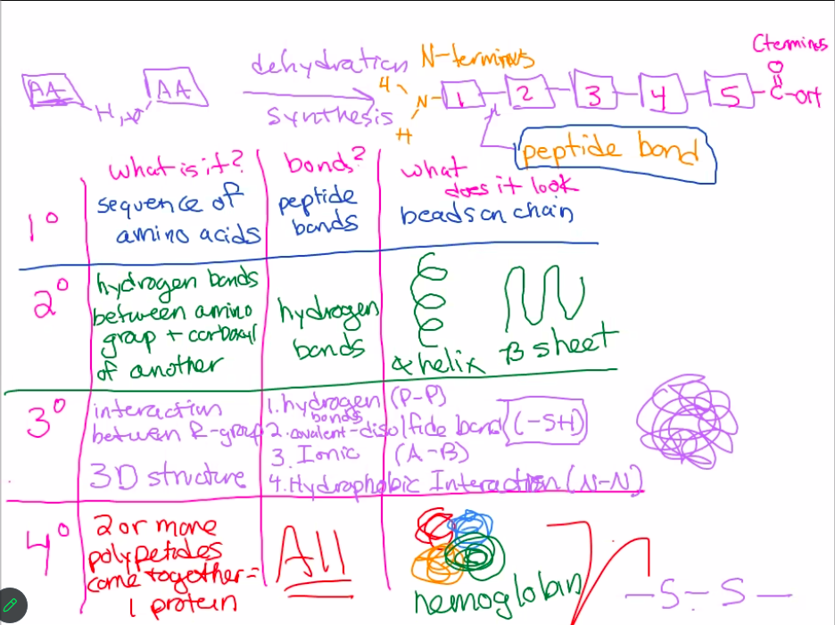 <p>primary- straight chain and order of amino acids before any folding takes place, joined through covalent peptide bonds (amino acids must be in correct sequence and order for its proper function)</p><p>secondary- transitional 3D shape, once a polypeptide has been made on the ribosome, amino acids in the chain start interacting with each other to form hydrogen bonds (alpha helix or beta pleated sheets)</p><p>tertiary- determines final globular shape, involves 3D folding of a protein due to interactions (ionic/acid-base bonds, hydrogen bonds, hydrophobic interactions, covalent/disulfide bonds) of amino side chains (what gives a protein its function), hydrophobic amino acids hide on the inside while hydrophilic amino acids interact with the environment</p><p>quaternary- two or more polypeptides (chains) join together to make a mature protein</p>