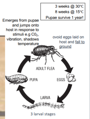 <p>95% life cycle is hidden in environment&nbsp;</p><p>adult flea survives 21days on host, takes multiple blood meals, several times per day, female begins laying eggs 36h later, later on average, depositing 20-30 eggs per day&nbsp;</p>