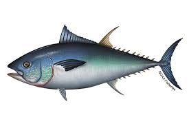 <p>tuna</p>