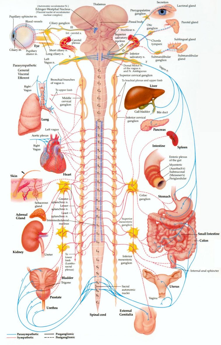 <p>Contains only nerves and connects the brain and spinal cord (CNS) to the rest of the body. It consists of: the Somatic Nervous System and the Autonomic Nervous System.</p>