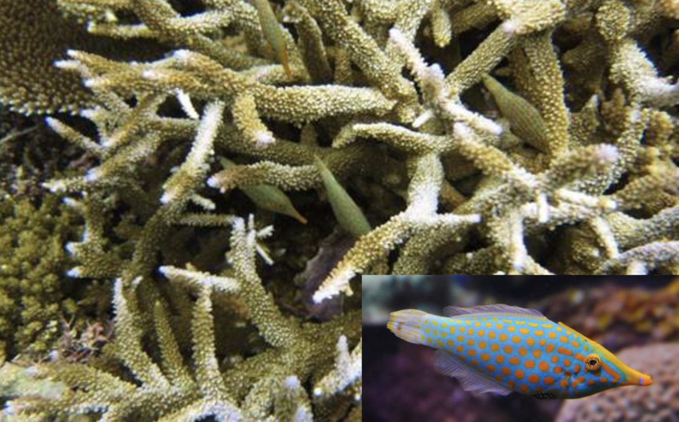 <p>monocanthidae</p>