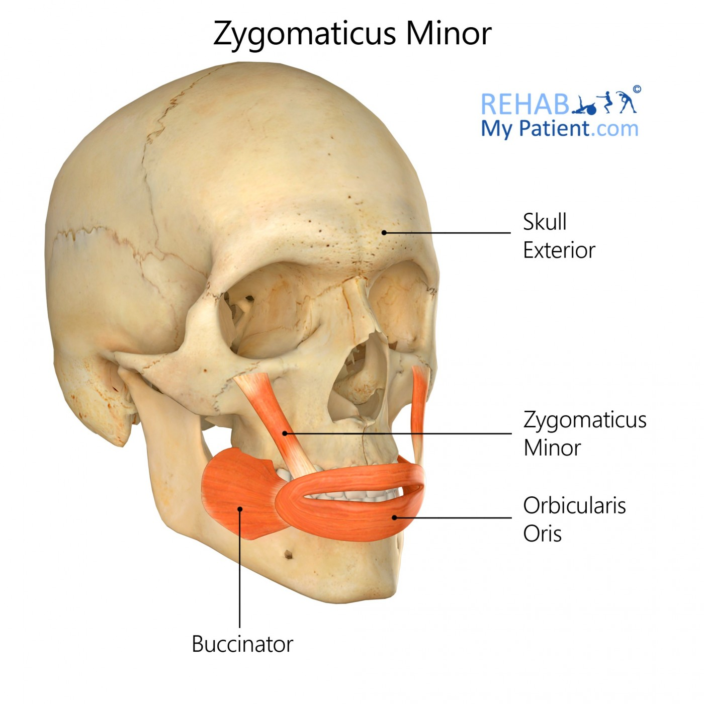 <p>O: Zygomatic bone</p><p>I: Upper lip</p><p>A: Elevates upper lip</p>