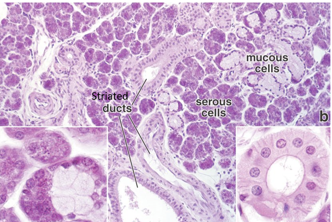 <p>Many mitochondria to power active transport processes to modify salivary secretions</p>