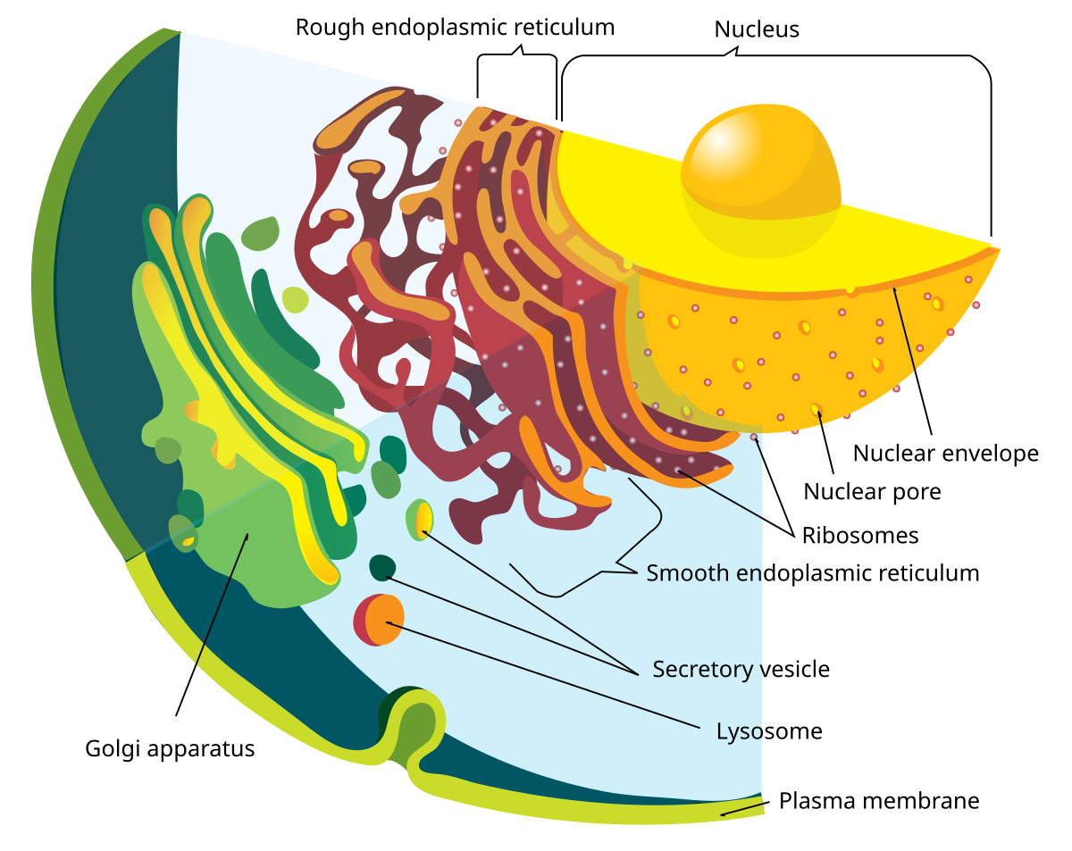 <p>Endomembrane System</p>