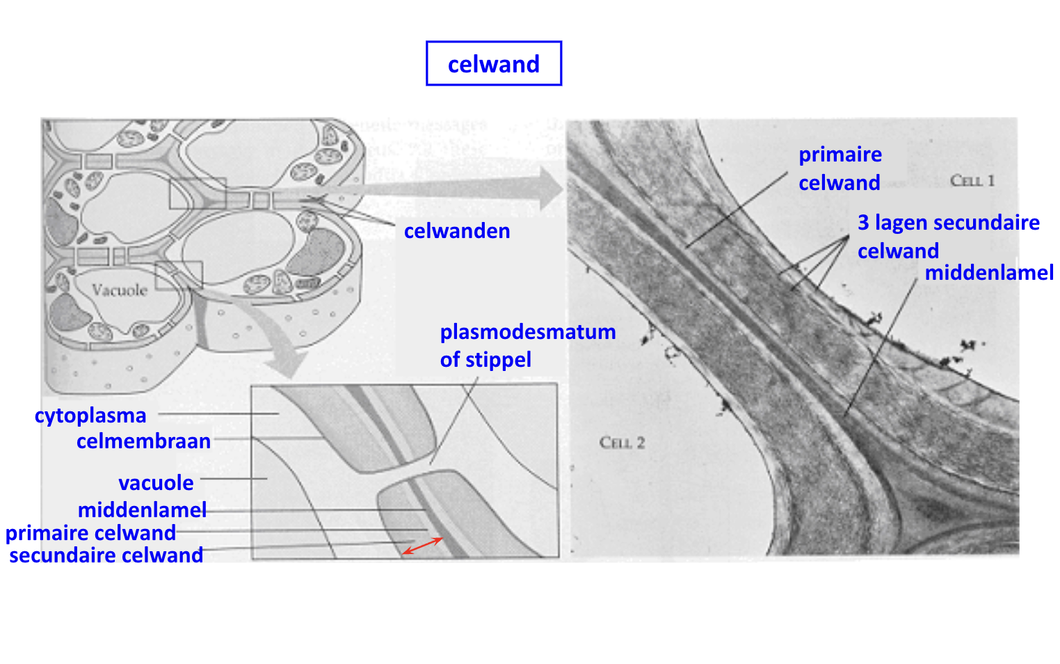 <p>een primaire celwand van cellulose, (<strong>plasmamembraan → secundaire celwand → primaire celwand → middenlamel) </strong></p>