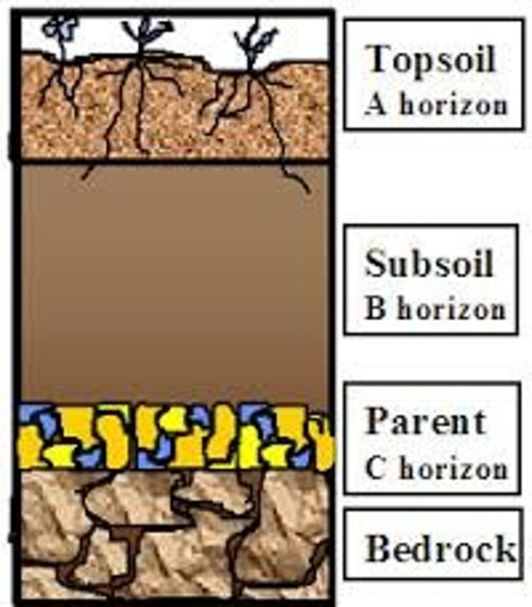 <p>the rock material from which the inorganic components of a soil are derived</p>