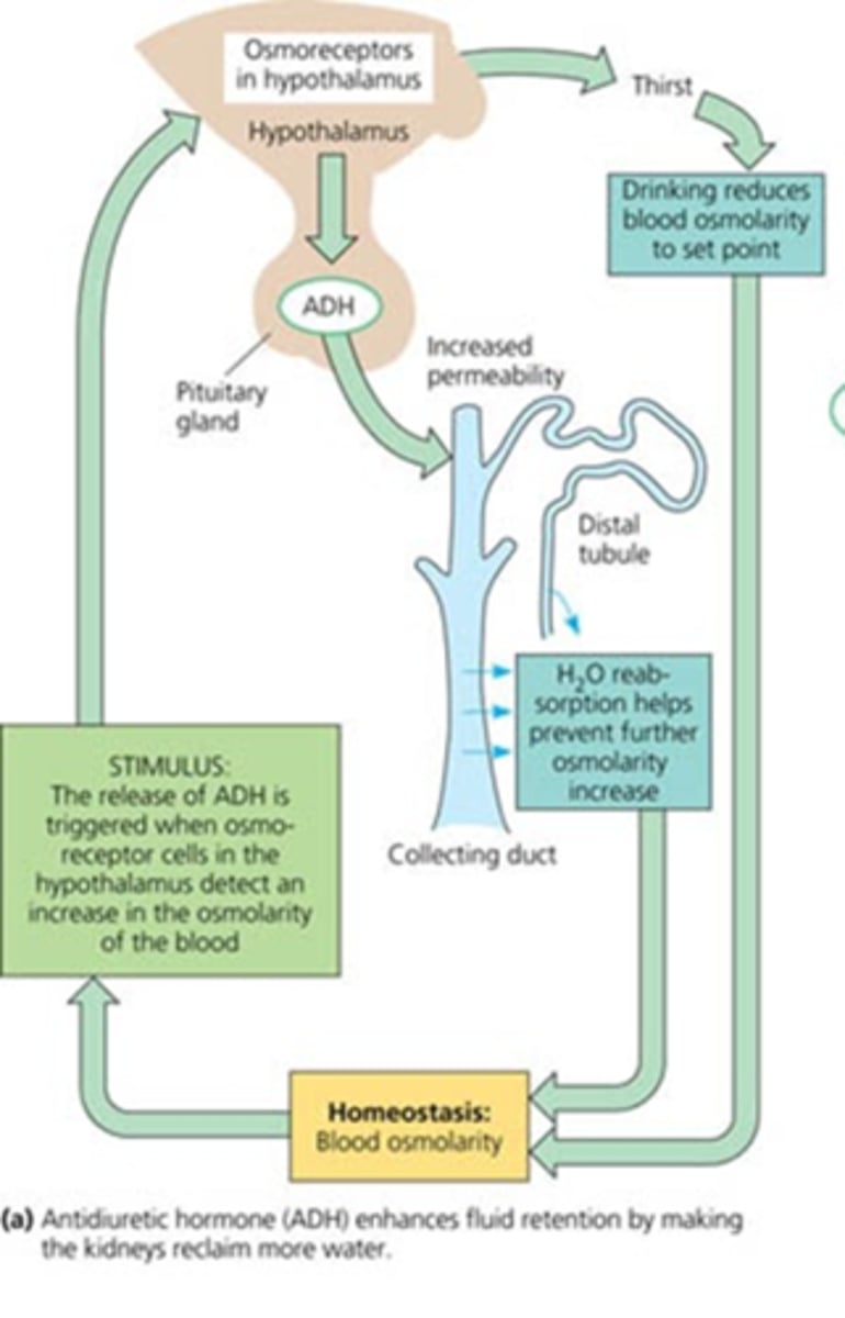 <p>osmoreceptors in the hypothalamus that monitor blood osmolarity</p>