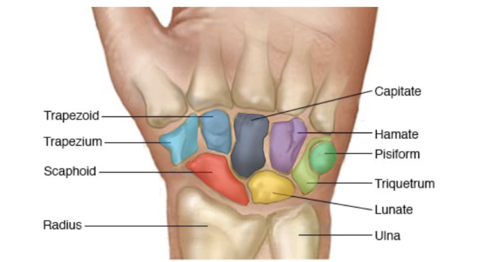 <p>Scaphoid, lunate, triquetrum, pisiform</p>