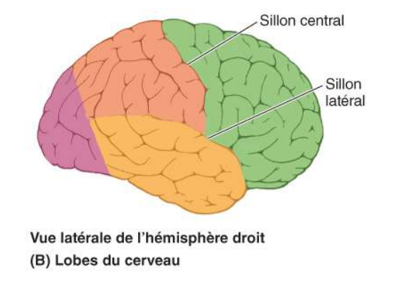 <p>Identifiez les différents lobes du cerveau </p>