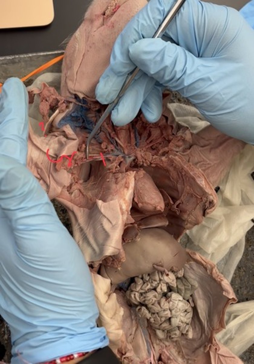 <p>armpit and shoulder region</p>