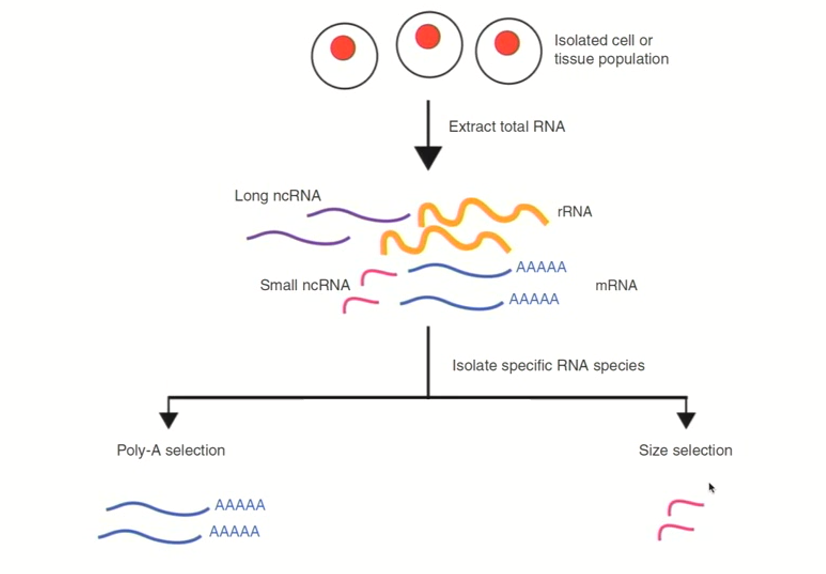 <ul><li><p>you get an RNA sample from any tissue/source you might be interested in</p></li><li><p>This will give a complex mix of RNAs which you can separate out using affinity chromatography (run all this RNA over a poly-DT column, &amp; collect all the mRNA because the poly-A tails will interact with the poly-DT oligonucleotides)</p></li><li><p>All of the mRNA will then be converted into double stranded cDNAs</p></li></ul><p></p>