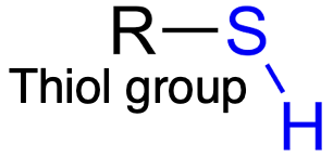 <p>Serves as a scaffold in fatty acid synthesis, with intermediates attached to the sulfhydryl end of an ACP group</p><p></p>