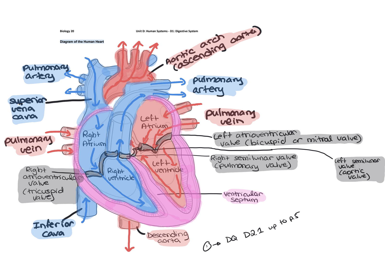 <p>Parts:</p><p>Involve Deoxygenated Blood IN ORDER:</p><ul><li><p>Superior Vena Cava</p></li><li><p>Inferior Vena Cava</p></li><li><p>Right Atrium</p></li><li><p>Right Ventricle</p></li><li><p>Pulmonary Artery</p></li></ul><p>Involve Oxygenated Blood IN ORDER:</p><ul><li><p>Pulmonary Vein</p></li><li><p>Left Atrium</p></li><li><p>Left Ventricle</p></li><li><p>Aortic Arch (Ascending Aorta)</p></li><li><p>Descending Aorta</p></li></ul><p>All Valves:</p><ul><li><p>Right Atrioventricular Valve (Tricuspid Valve)</p></li><li><p>Left Atrioventricular Valve (Bicuspid Valve or Mitral Valve)</p></li><li><p>Right Semilunar Valve (Pulmonary Valve)</p></li><li><p>Left Semilunar Valve (Aortic Valve)</p></li></ul><p></p>