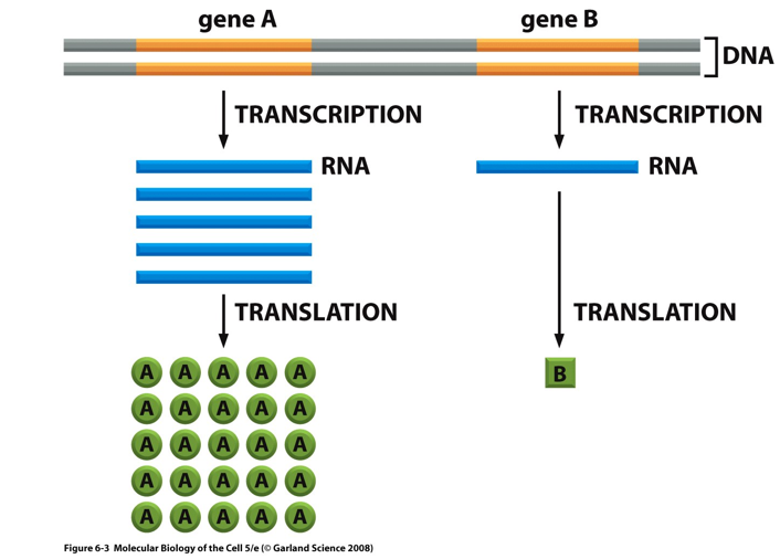 <ul><li><p>Genes can produce different amounts of RNA.</p></li><li><p>Gene A → many RNA transcripts → many protein molecules.</p></li><li><p>Gene B → few RNA transcripts → few protein molecules.</p></li><li><p>Level of transcription controls how much protein is made.</p></li></ul><p></p>