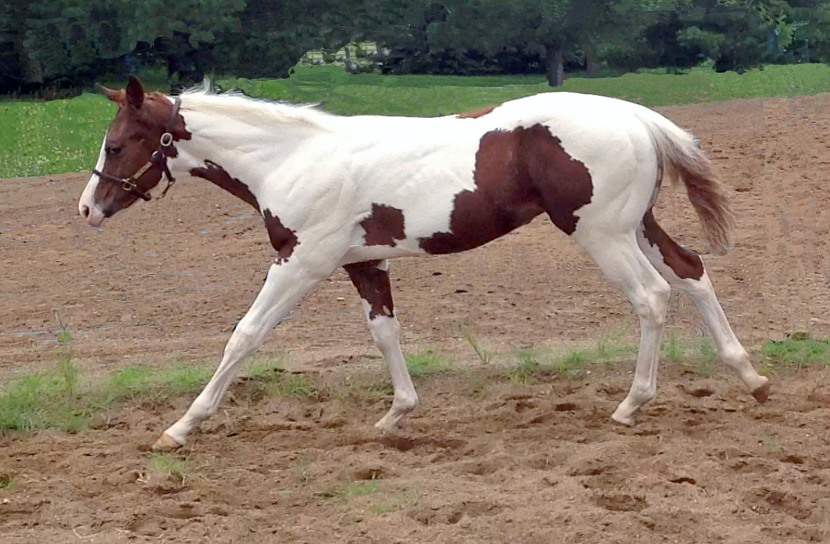 <p>What Gait is this horse performing (English Tack)?</p>