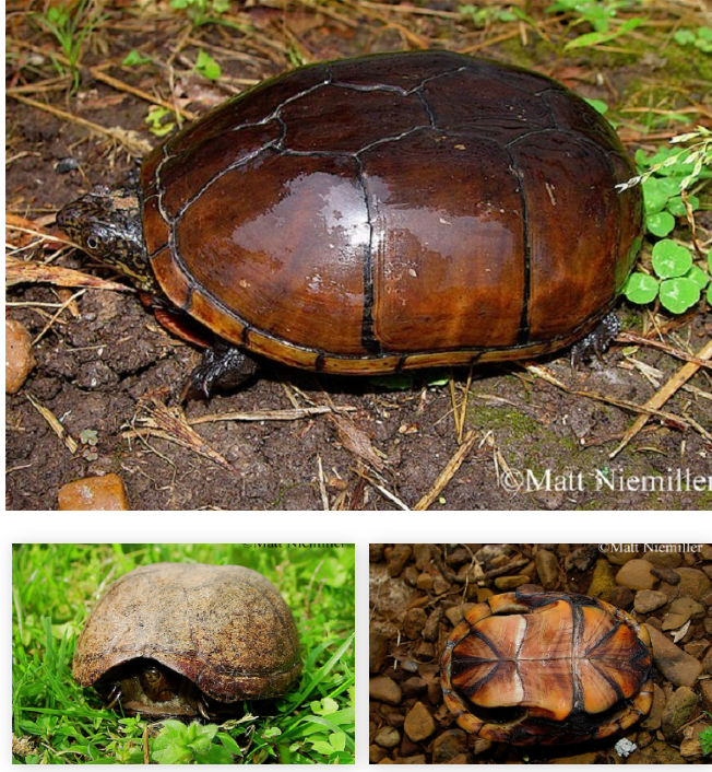 <p> A small, drab turtle (2.75 to 4.0 inches in length) with a smooth, oval, dark brown (to almost black) shell. The large double-hinged plastron (lower shell) is yellowish-brown with dark markings.   The bridge between the plastron and the carapace (upper shell) is broad. The Head has some yellow streaking.   Males have concaved plastrons and longer, thicker tails. Young have plastrons with orange-red spots.</p>