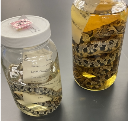 <p>Lampropeltis traingulum</p><p>Eastern milksnake</p><p>Not at risk</p><p>Family Colubridae</p><p>Y-shape on head</p><p>grey to light brown background colour</p><p>Large, dark-bordered red or brown blotches along the back that alternating with smaller blotches along the sides</p><p>Spots may be saddle-shaped</p><p>White to cream belly has a black checkerboard pattern (juveniles may lack this)</p><p>Excellent climber</p><p>Found in basements of old homes to escape cold temperatures</p><p>They do not drink cow's milk as old folks tales suggest but is found around barns</p><p>if threatened this species will vibrate the tip of its tail, release a foul smelling liquid from its cloaca, assume a defensive strike position, and actively defend itself</p><p>Scales are smooth</p>