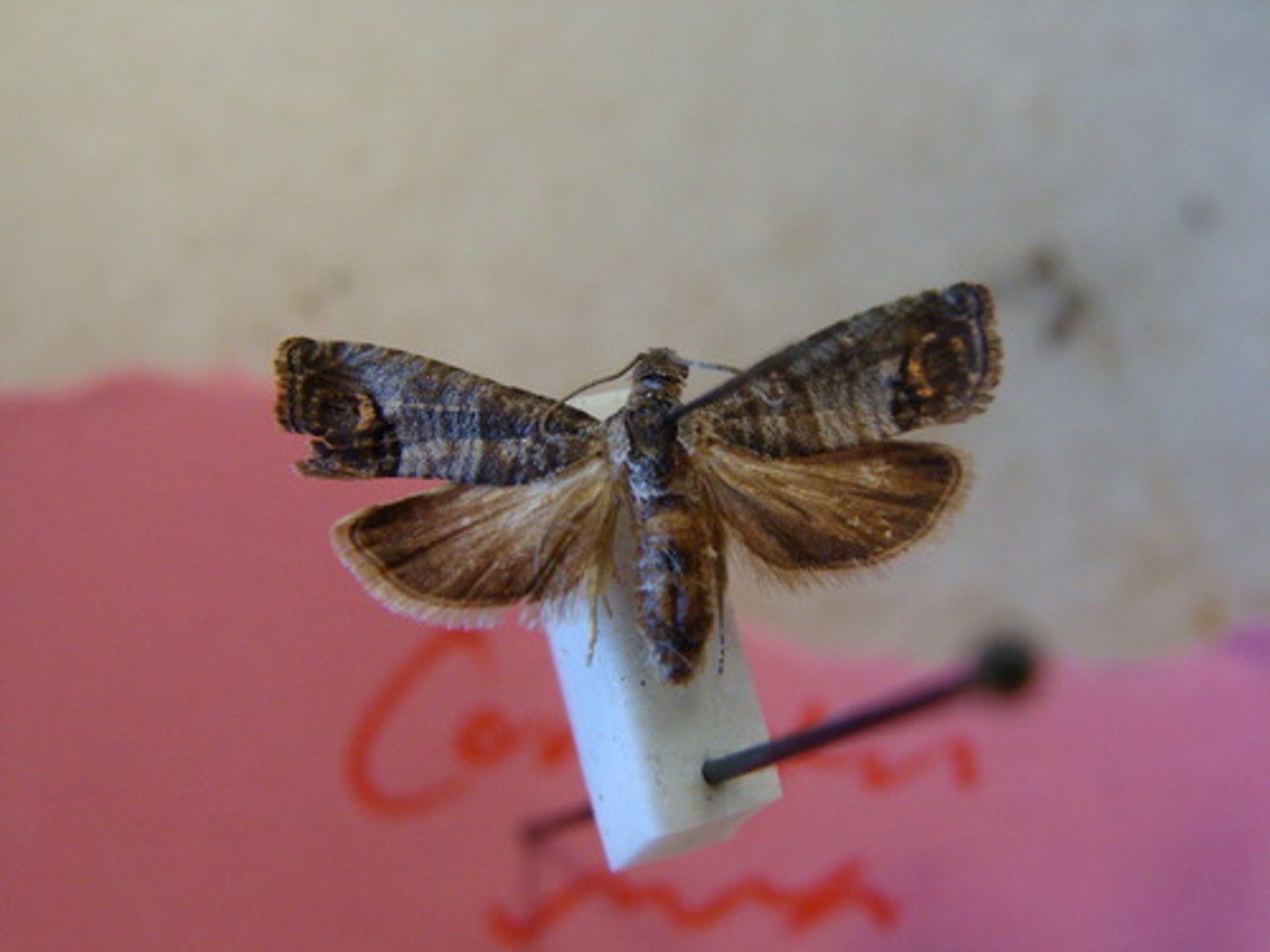 <p>Moth Family</p>