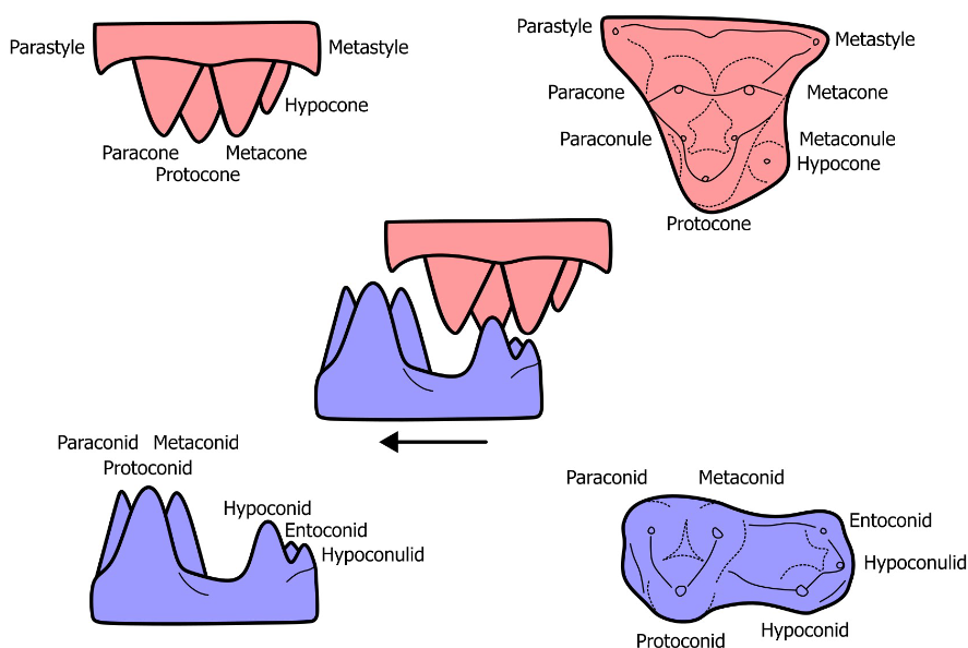 <p><span><strong><span>motar-and-pestle</span></strong><span> to efficiently grind food particles</span></span></p>