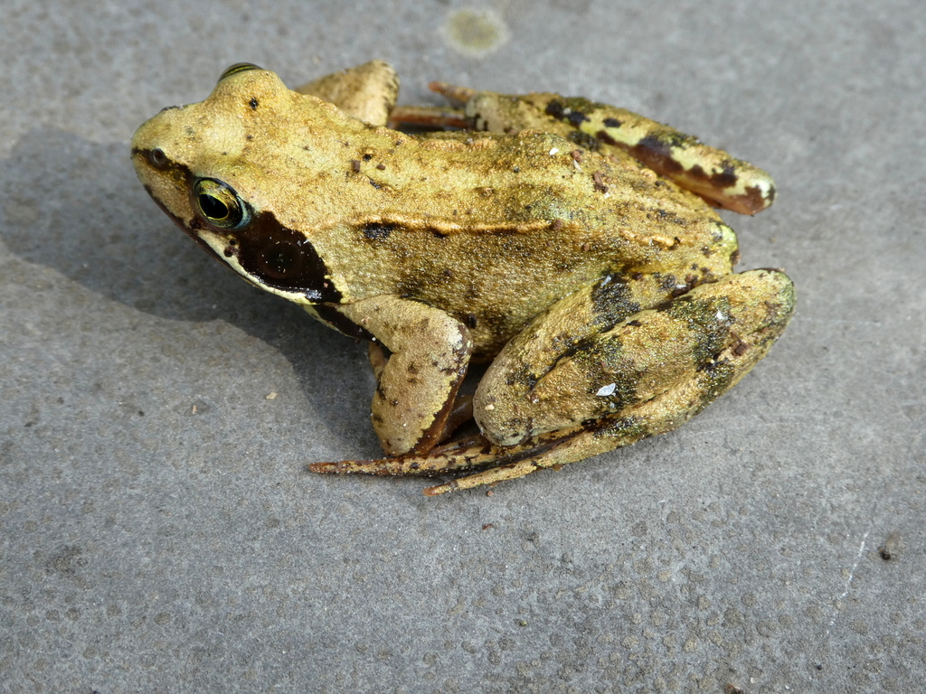<p>Rana temporaria</p>