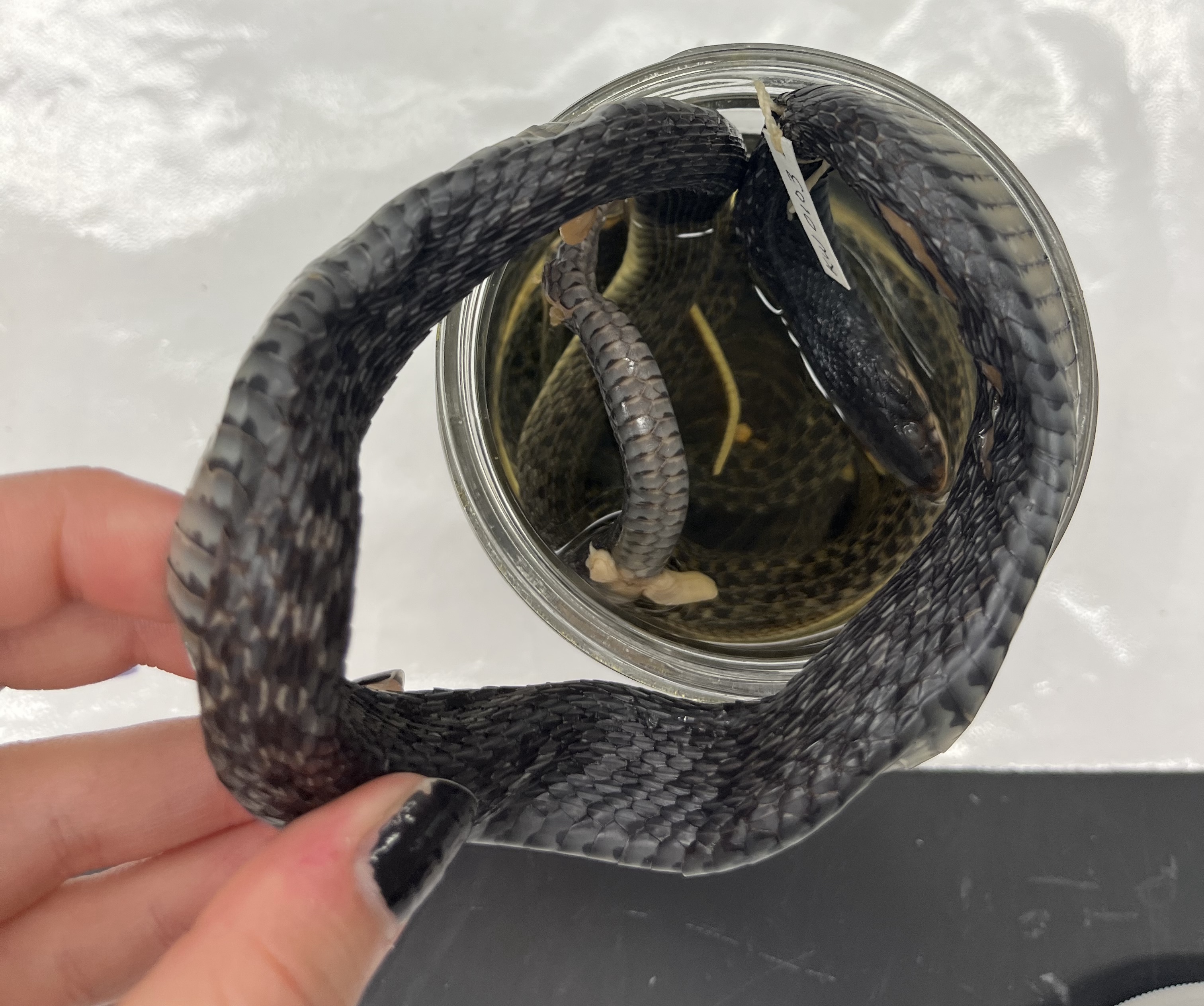 <ul><li><p>medium size</p></li><li><p>black and white scales (more prevalent on dorsal</p></li><li><p>broken stripes</p></li></ul><p></p>