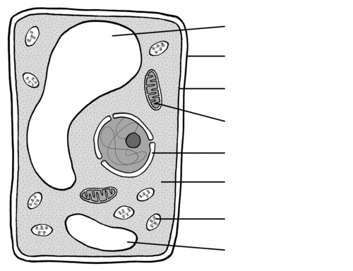 <p>Identify the organelle for 101</p>