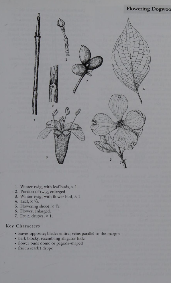 <p>Family: Cornaceae</p><p>Physiognomy:  Nt shrub</p><p>Common Name: Flowering dogwood</p><p>Leaf: Opposite, simple, closely clustered around twig.</p>