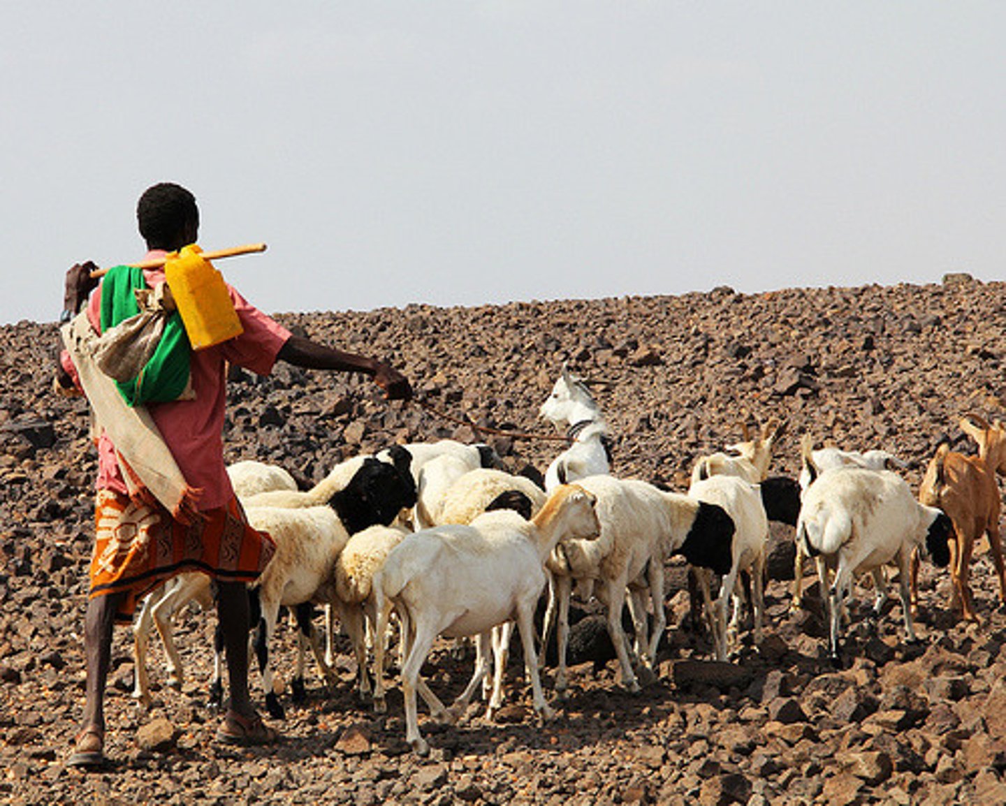 <p>A nomadic agricultural lifestyle based on herding domesticated animals; tended to produce independent people capable of challenging sedentary agricultural societies</p>
