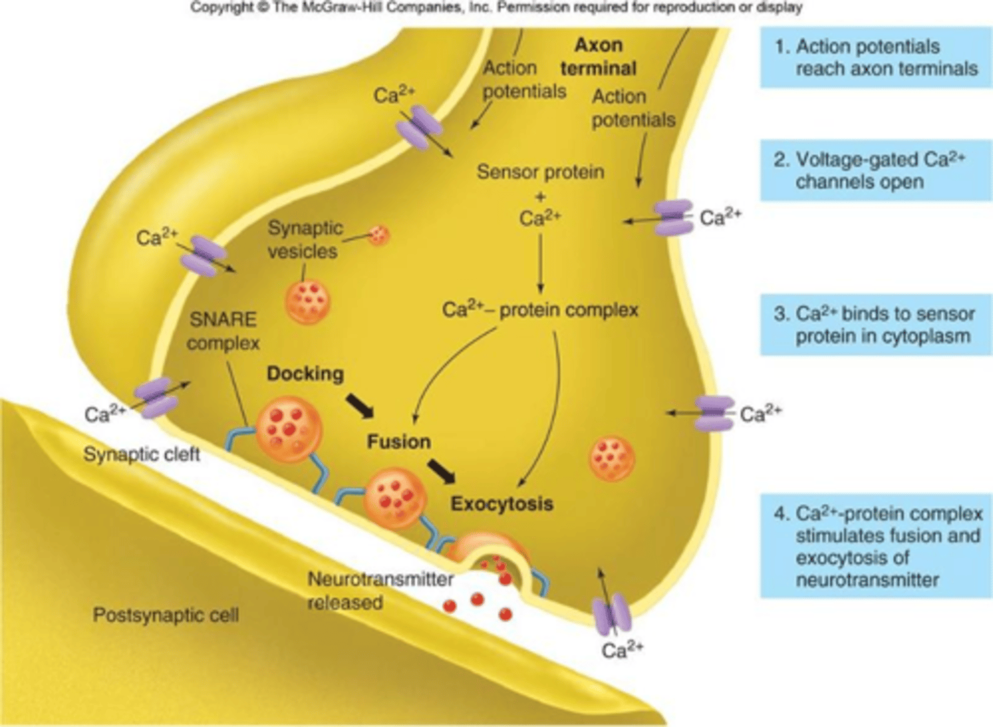 <p>1. Action Potential arrives at the axon terminal</p><p>2. Causes voltage-gated Ca+2 channels to open </p><p>3. Ca+2 enters axon</p><p>4. Causes release of neurotransmitter into the synaptic cleft</p>
