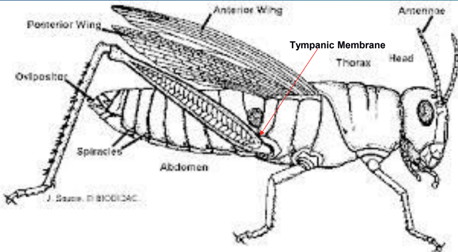 <p>insect anatomy</p>