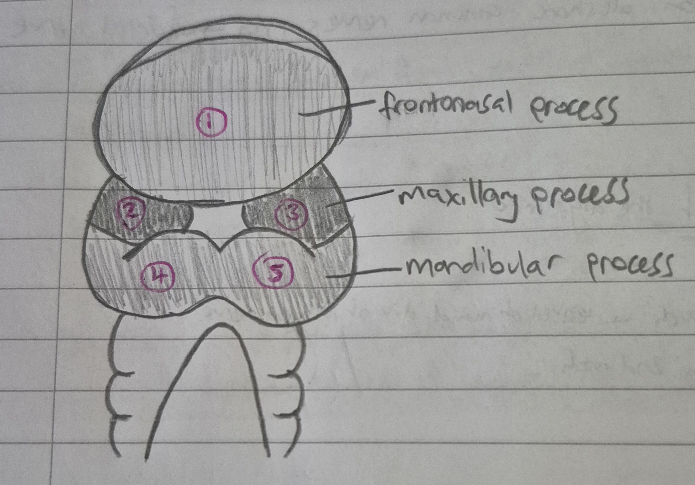 <ol><li><p>frontonasal process (1 part)</p></li><li><p>maxillary process (2 parts)</p></li><li><p>mandibular process (2 parts)</p></li></ol><p></p>