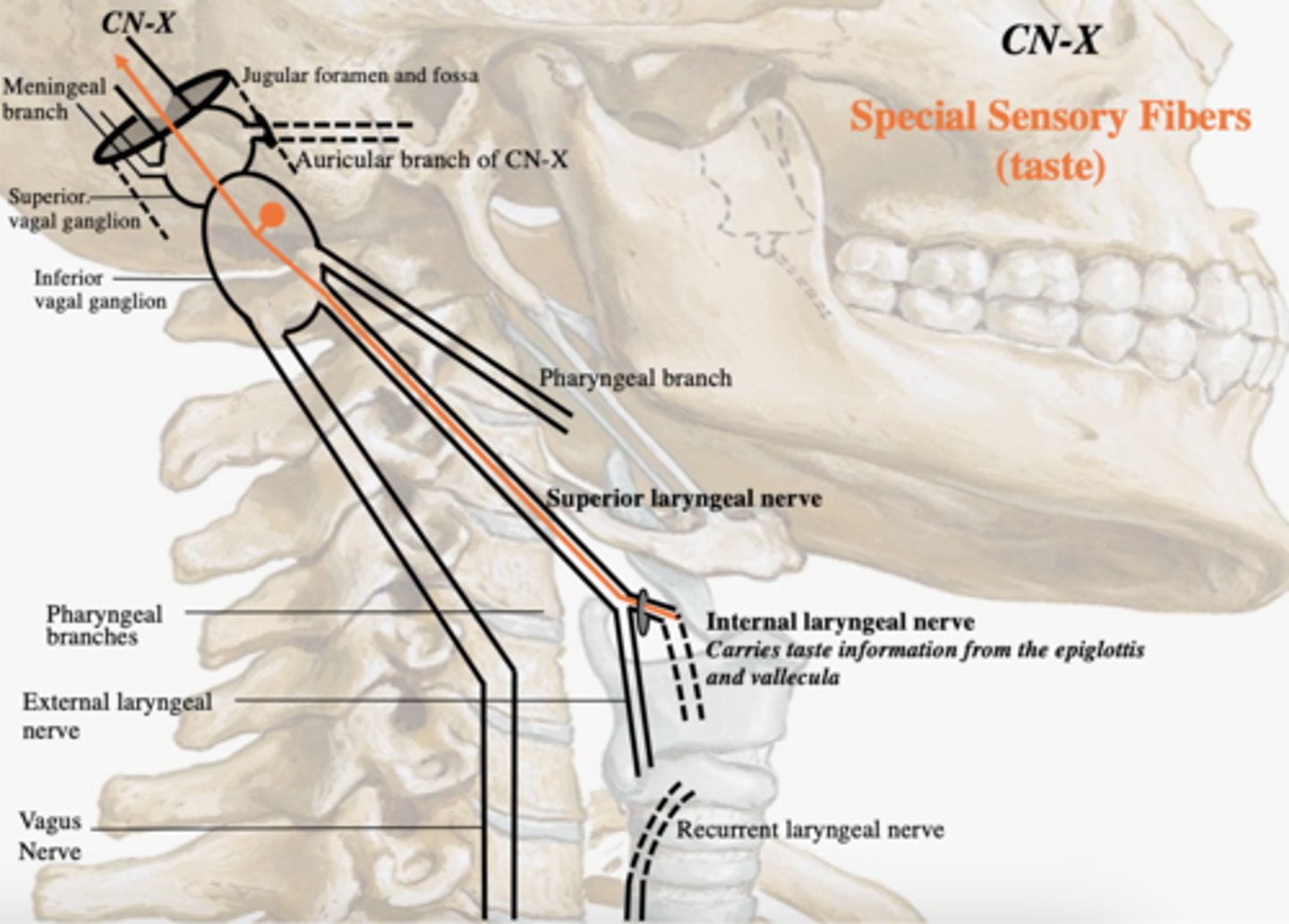 <p>internal laryngeal nerve</p>