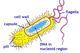 <p>What are Pili?</p>