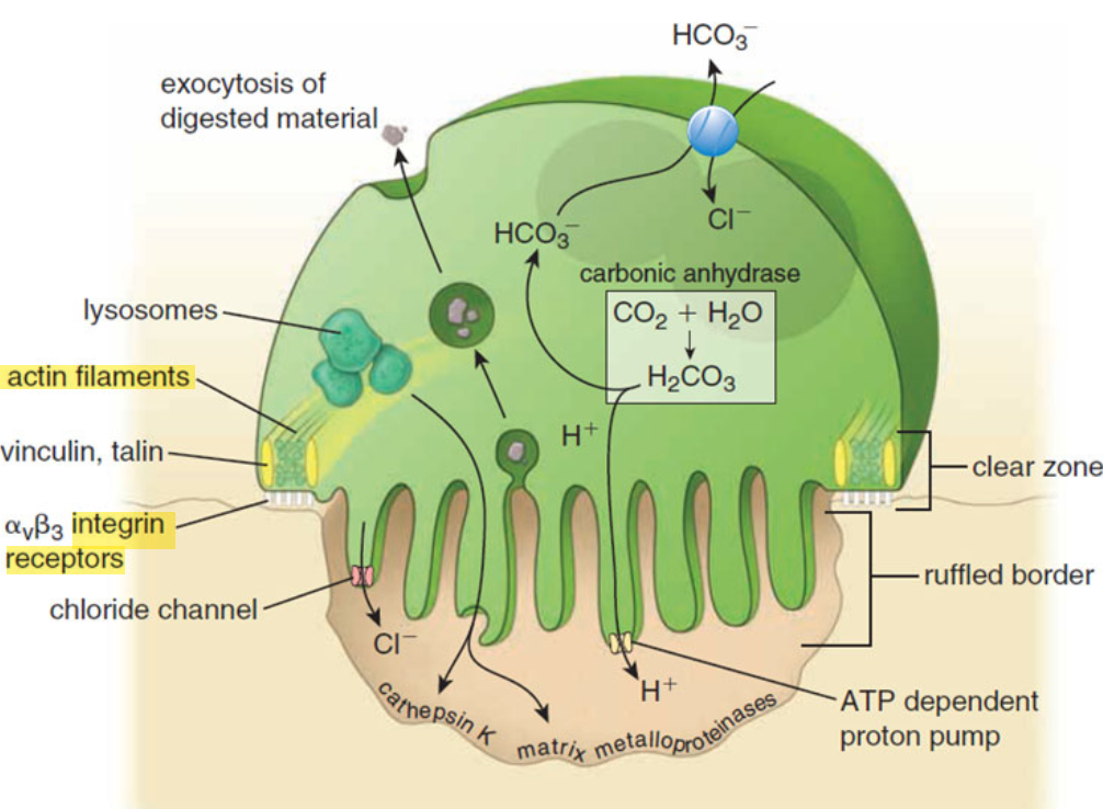 <p>Schéma d'un ostéoclaste</p>