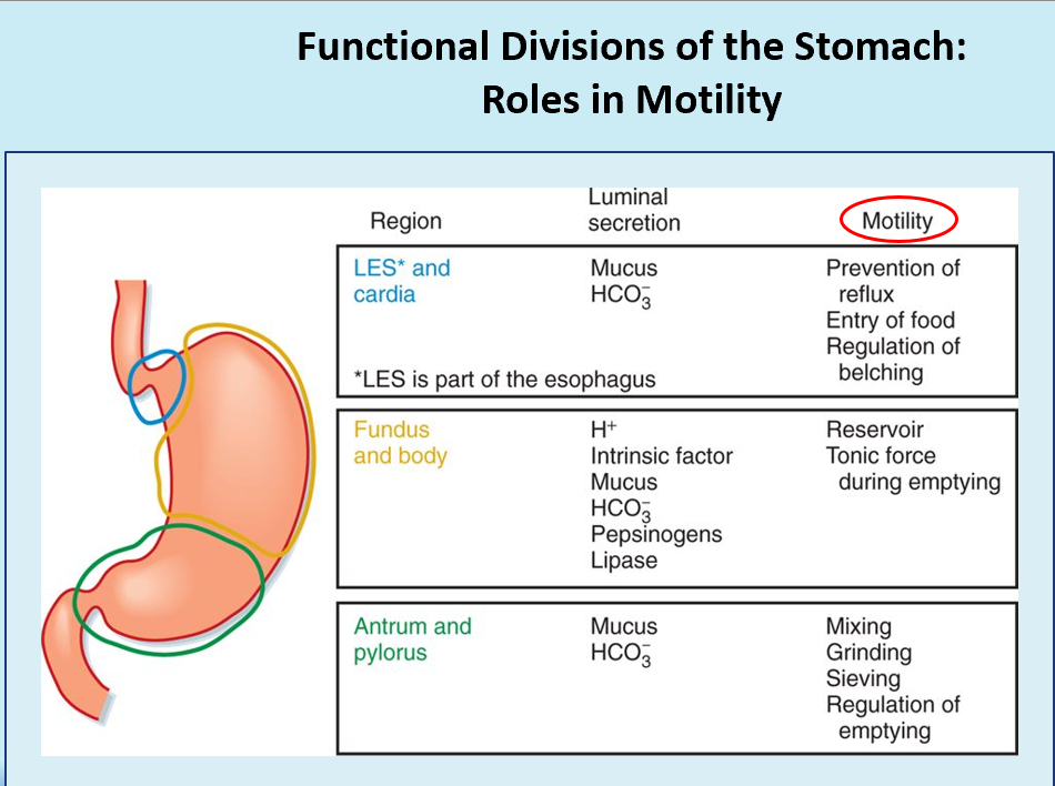<p>Orad = Fundus and proximal body (receives/stores food)</p><p>Caudad = Distal body and antrum (mixes/propels)</p>