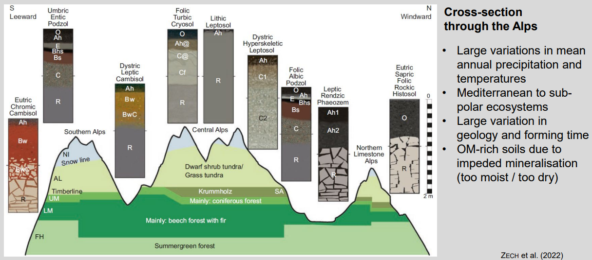 <ul><li><p><strong>Climate:</strong> warm/dry → cold/wet with altitude</p></li><li><p><strong>Vegetation:</strong> deciduous → conifer → tundra</p></li><li><p><strong>Processes:</strong> brunification → podzolization → cryoturbation / gleying</p></li><li><p><strong>Soils:</strong> deeper &amp; developed → shallow, skeletal</p></li><li><p><strong>OM:</strong> low → accumulates in cold/wet zones</p></li></ul><p><strong>Core idea:</strong> altitude and climate drive rapid soil changes along the Alps.</p>