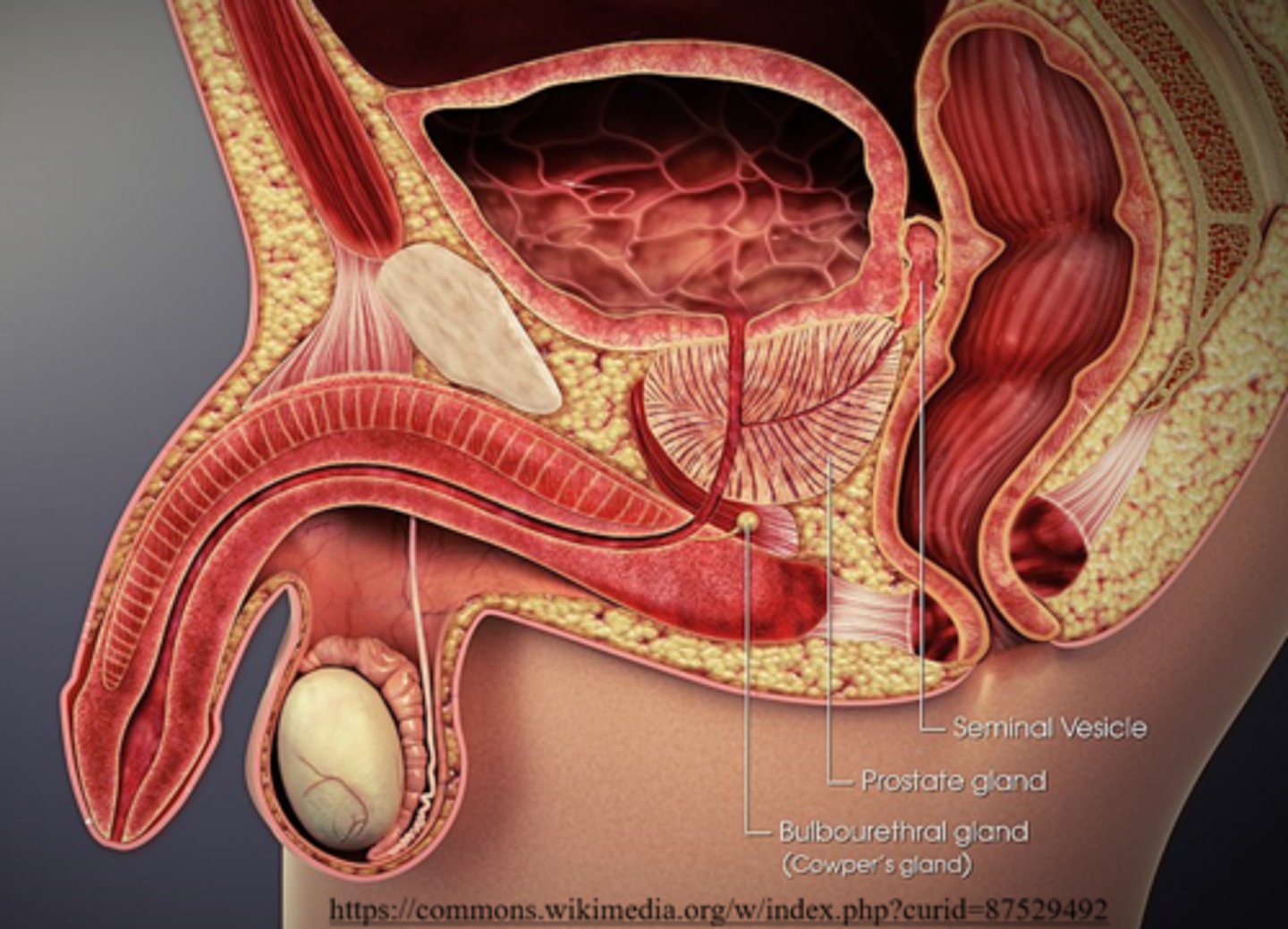 <p>prostate gland</p>