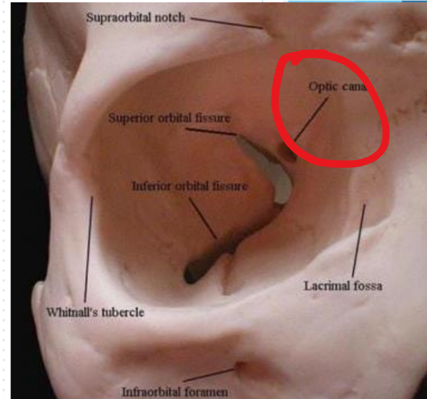 <p>What attaches here?</p>