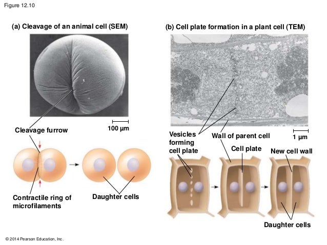 <p>Cytokinesis</p>