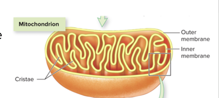 <p><span style="background-color: transparent; font-family: &quot;Proxima Nova&quot;, sans-serif;">Eukaryotic organelle that makes the energy molecule ATP through aerobic respiration (meaning oxygen is needed)</span></p>