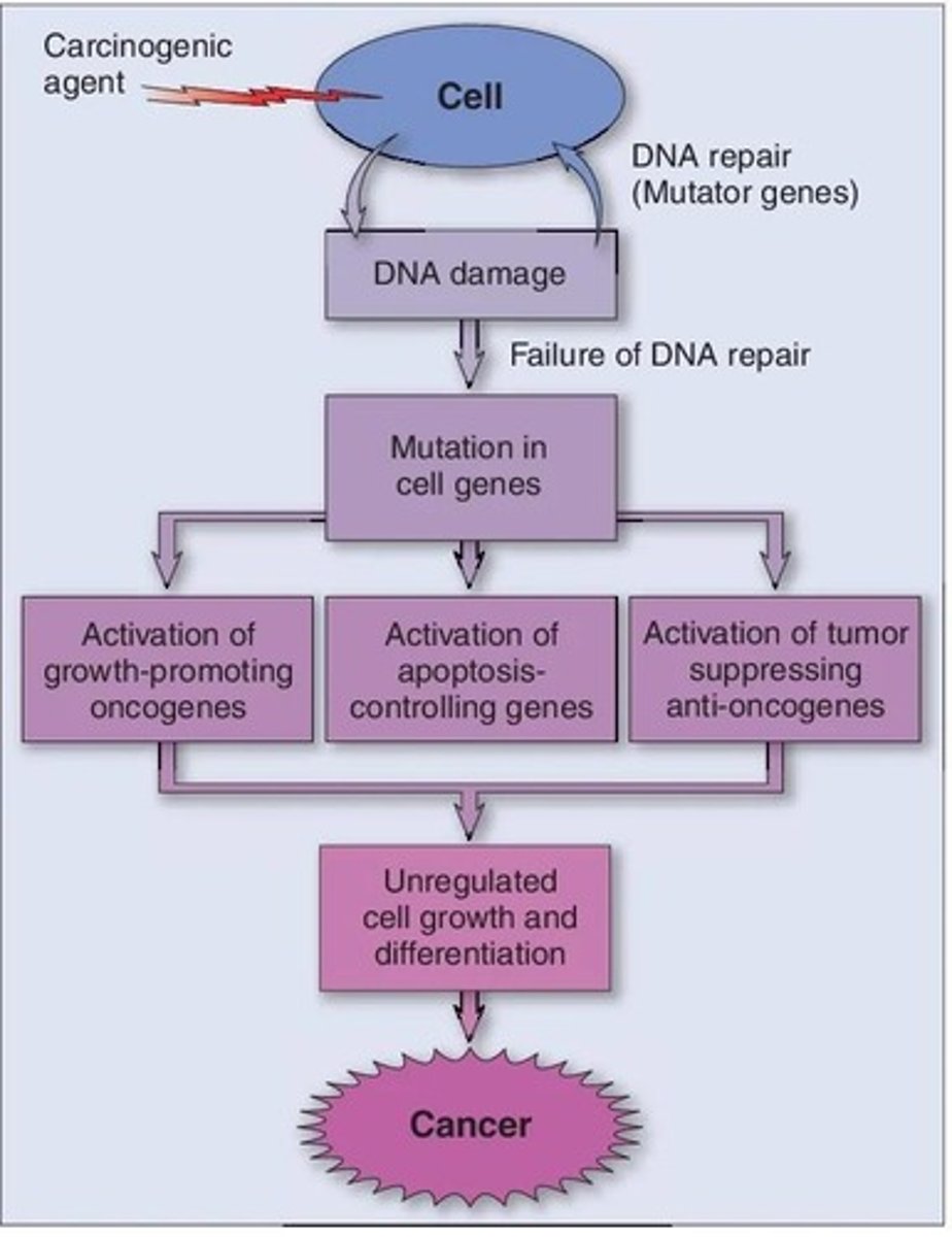 <p>A permanent genetic mutation occurs in a cell, often triggered by external exposures like chemicals, radiation, or viruses.</p>