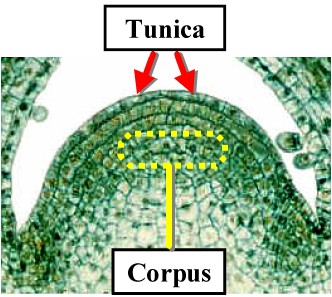 <p>The organization of the shoot apex consisting of one or more peripheral layers of cells and interior.</p>