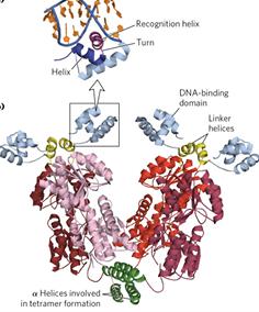 <p>most bind DNA with <strong>dimers </strong>(2 subunits)</p><p>sech unit has recognition helix, which increases specificity and stability</p>