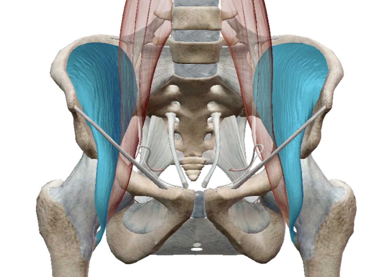 <p>Identify this muscle</p>